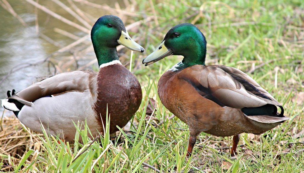 A duck’s quack does echo, despite a claim making the rounds on Facebook. It's just a little hard to hear.