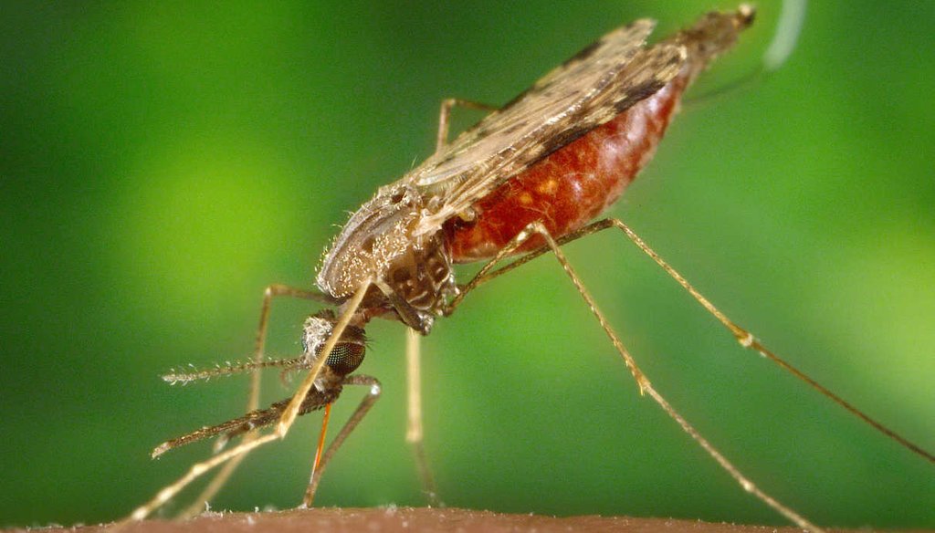 A female Anopheles albimanus mosquito, a common vector of malaria in Central Americ, feeding on a human host. (Penn State)