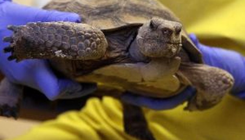 A research associate conducts a health assessment on a desert tortoise at the Desert Tortoise Conservation Center in Las Vegas. The tortoises at the center were added to the endangered species list in 1990.