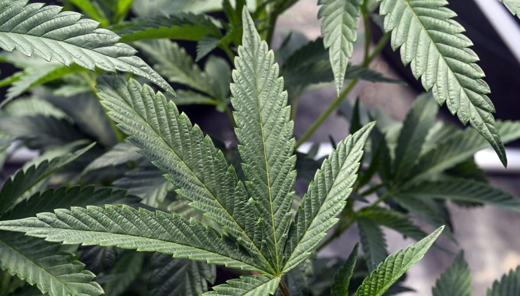 Marijuana plants at a facility in Washington County, N.Y., on May 12, 2023. (AP)