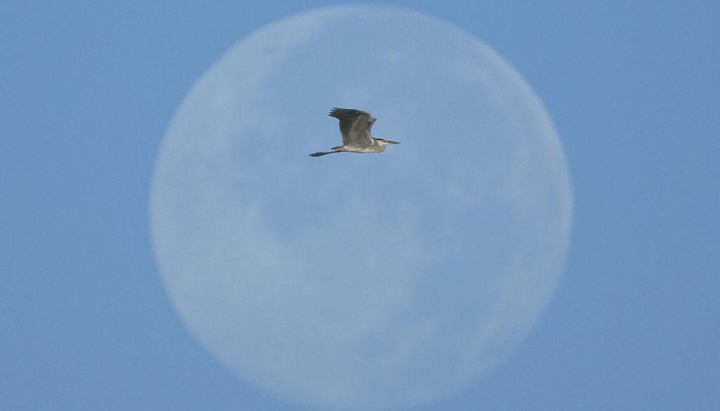 A Gray heron flying in front of the moon in the early morning in Kapar on the outskirt of Selangor state, Malaysia, Saturday, March 19, 2022. (AP)