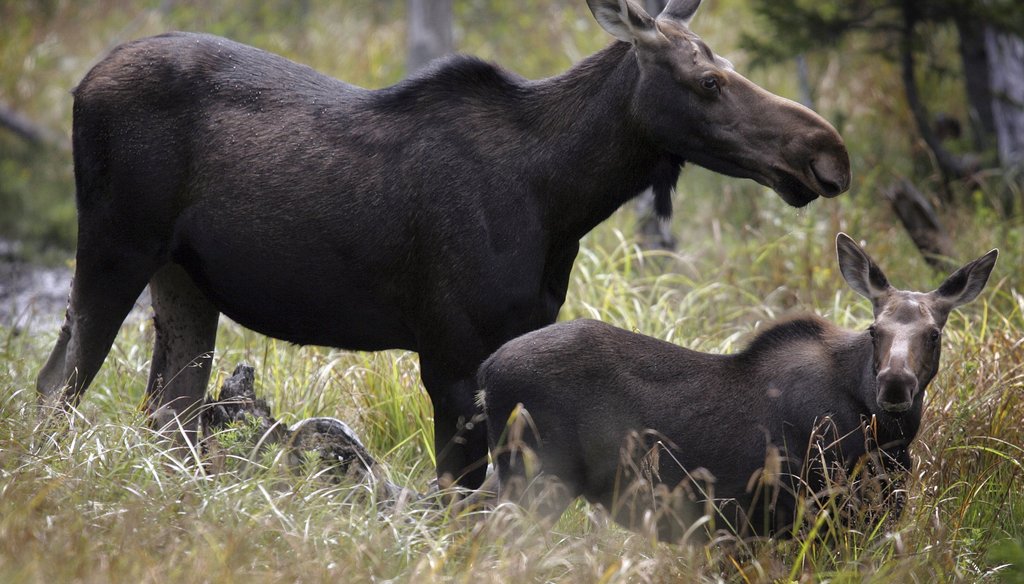 In this Saturday, Aug. 21, 2010 file photo, moose are seen in Franconia, N.H. 
