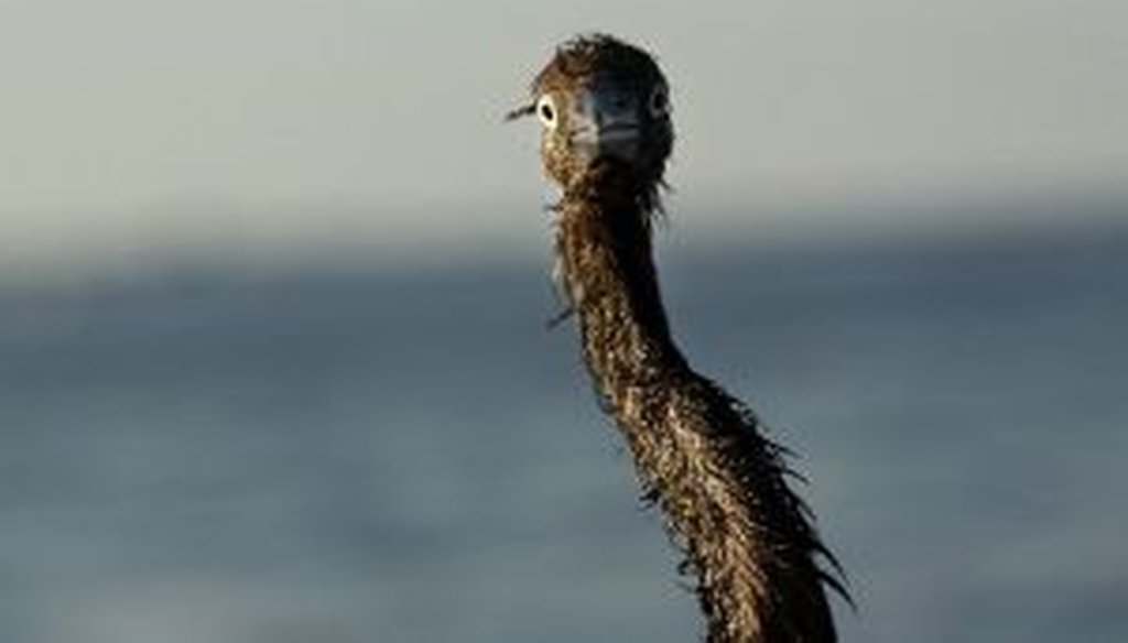 A heavily-oiled heron is seen after being rescued from the waters of Louisiana's Barataria Bay, which were laden with oil from the Deepwater Horizon spill.