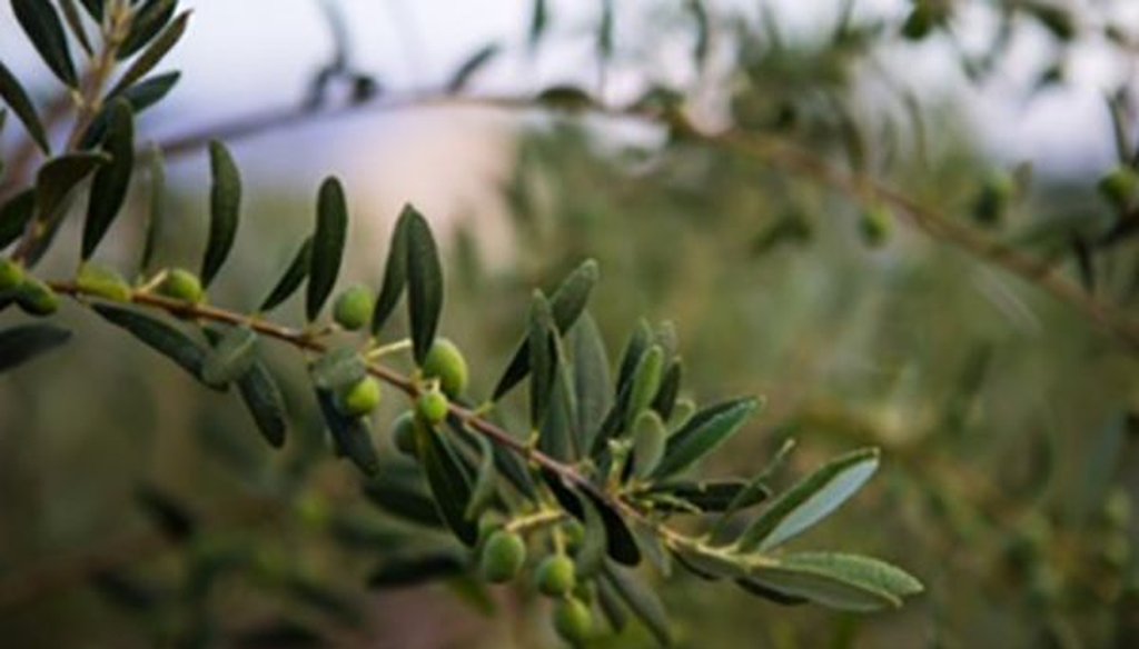 An olive tree, which provides a staple of many diets around the world. (Courtesy of Richard Williams)