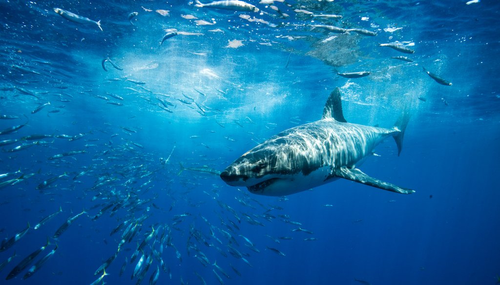 A Facebook post misleads about the threat sharks face due to COVID-19 vaccines. (Shutterstock)