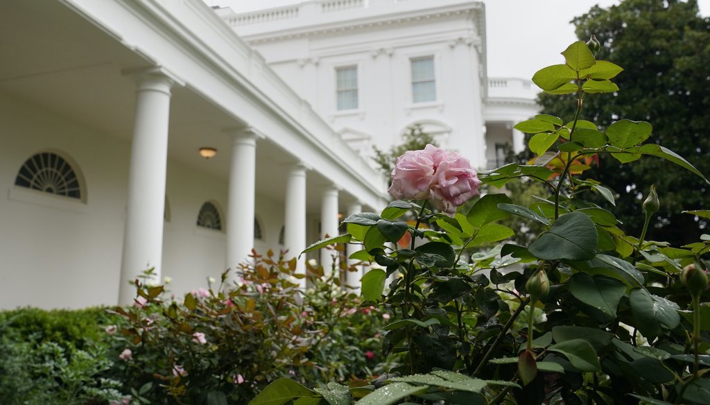 A rose is seen as journalists tour the restored Rose Garden at the White House in Washington, Saturday, Aug. 22, 2020. (AP)