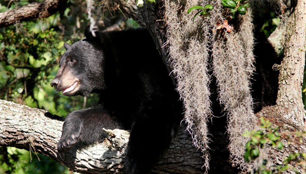 The number of Florida black bears has rebounded in recent years, leading to an increase in contact with humans. (Tampa Bay Times file photo)