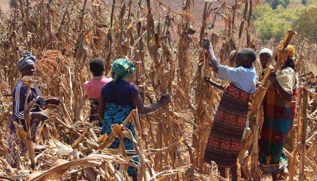 A group of women help harvest maize in Lupembelwasenga, Tanzania. (Tara Clerkin/Clinton Foundation)