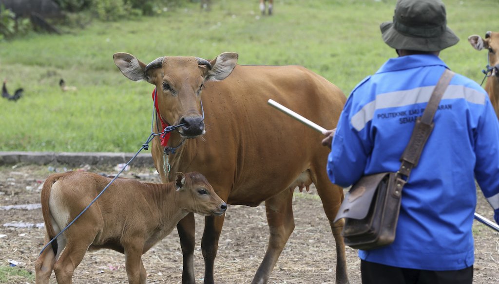 An Agriculture Ministry official in Indonesia prepares to use a blowgun to give vaccine to a cow during a vaccination campaign to prevent the spread of a the highly infectious foot-and-mouth disease at a farm in 2022. (AP)