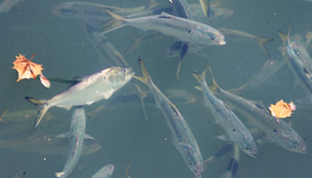 Menhaden swim in Rhode Island waters