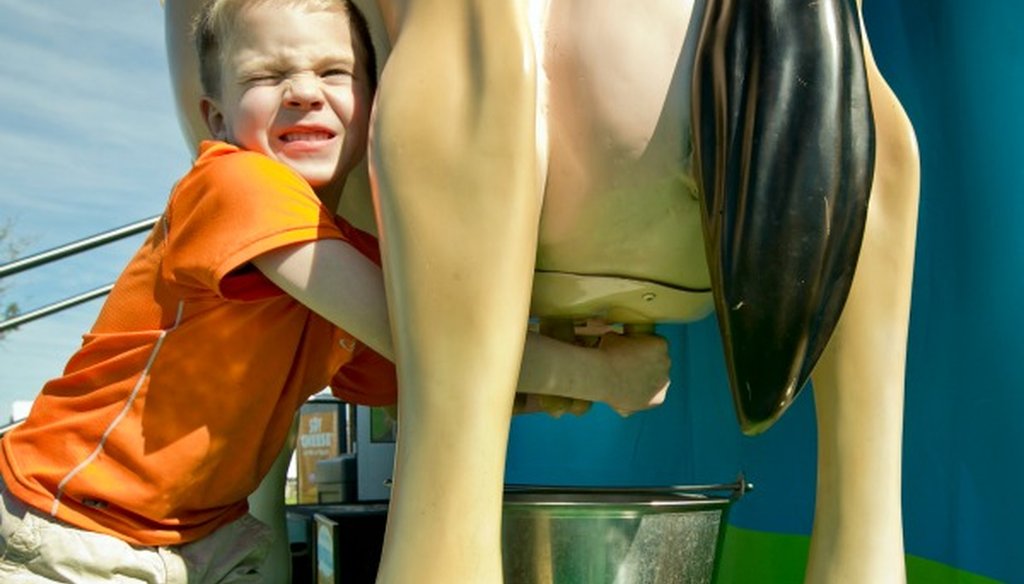 Mason Field "milks" a plastic Jersey cow at a Travis County fair and rodeo in March 2015. We just checked a legislator's claim about raw milk (Austin American-Statesman photo, Jay Janner).