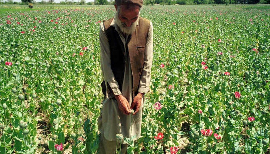 Afghan farmer in his poppy field in eastern Afghanistan. (AP)