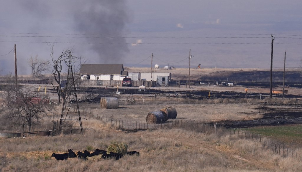 Cattle, bottom left, gather in a field as smoke billows near an area burned by the Smokehouse Creek fire on Feb. 28, 2024, in Canadian, Texas. (AP)