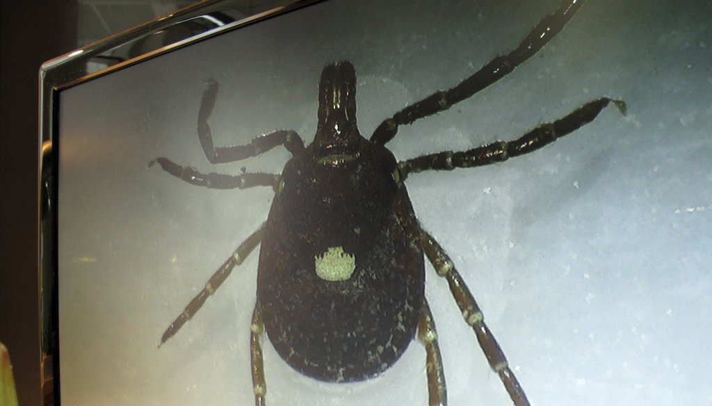 A Lone Star tick is displayed on a monitor in a lab at the North Carolina Museum of Natural Sciences in this 2014 photo. The species of tick is found in the Southwest and eastern half of the U.S. (AP)